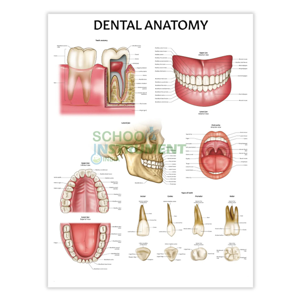 Medical (Nursing) Charts-II